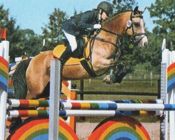 Springpferd Golden Girl 101 (Deutsches Reitpony, 1996, von Golden Springfield B)