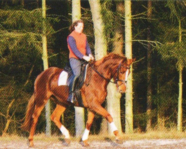 dressage horse Agathe (Trakehner, 2008, from Meraldik)