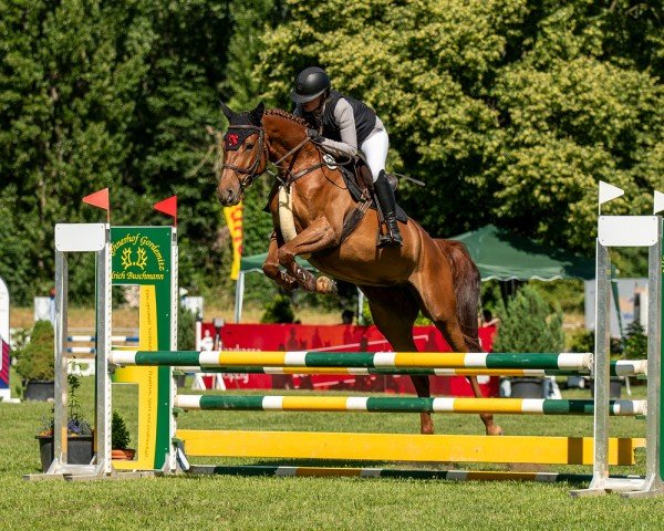 jumper Little Red Corvette (German Sport Horse, 2020, from Landrebell)