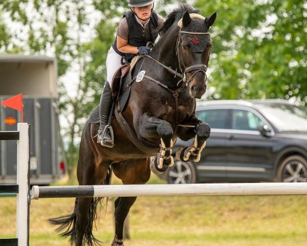 dressage horse Smarty 62 (German Sport Horse, 2014, from Sarto)