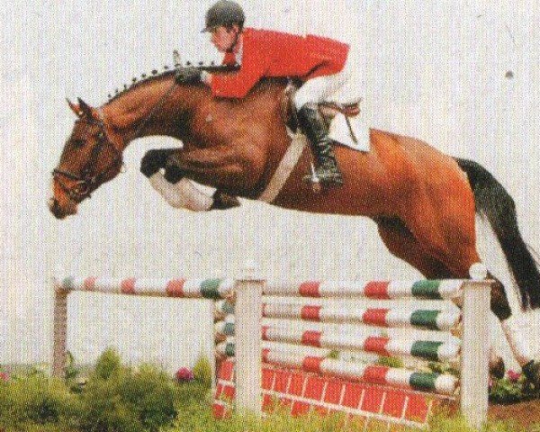 horse Pearl Harbour 3 (Westphalian, 1998, from Prominenz)