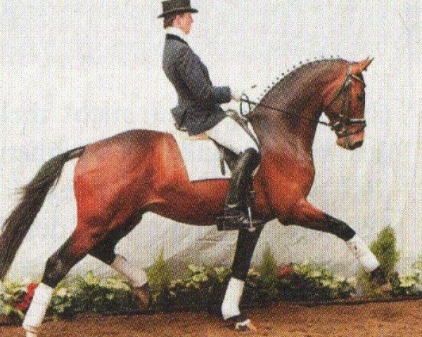 horse Edelstein 34 (Westphalian, 1999, from Ehrentusch)