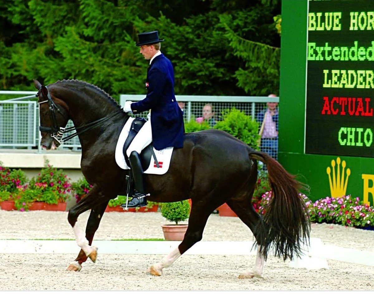 stallion Don Schufro (Oldenburg, 1993, from Donnerhall)
