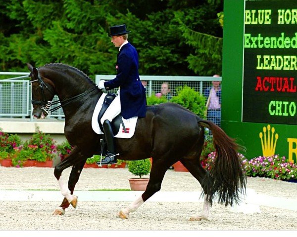 stallion Don Schufro (Oldenburg, 1993, from Donnerhall)