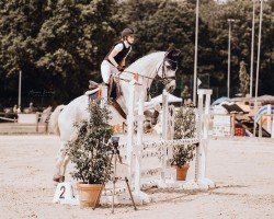 jumper Chim 2 (Holsteiner, 2009, from Contendro I)
