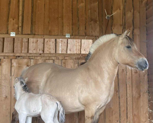 broodmare Cecilka HB (Fjord Horse, 2006, from Malke)