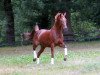 broodmare Perla (Oldenburg, 2004, from Plaisir d'Amour)