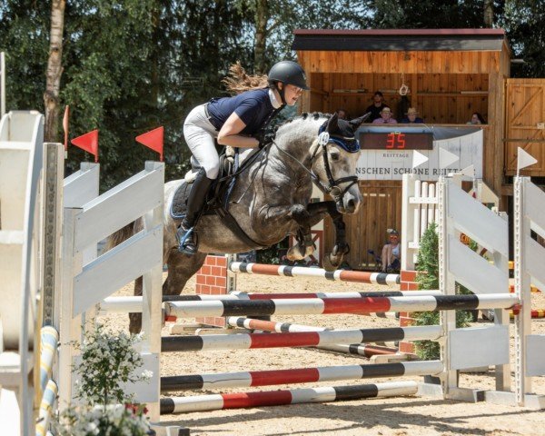 jumper Million Dollars (German Riding Pony, 2021, from Million Reasons)