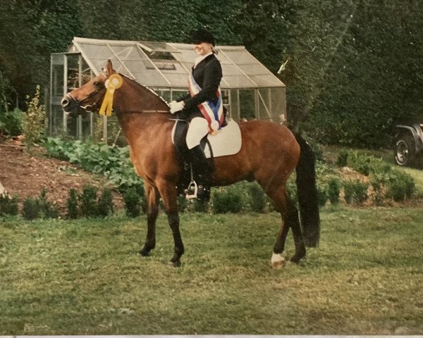 Pferd Charmeur de Gonderange (Luxemburgisches Pony, 1984, von Heihof's Copper King)