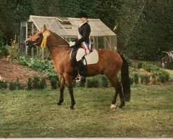 horse Charmeur de Gonderange (Luxembourg Pony, 1984, from Heihof's Copper King)