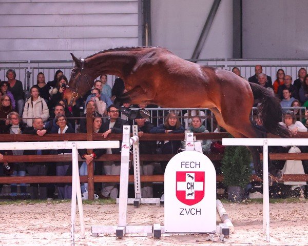 jumper Valeria Di Fosso CH (Swiss Warmblood, 2020, from Virtuoso Semilly)
