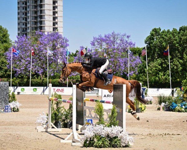 jumper Fiona Di Fosso (Swiss Warmblood, 2016, from Flipper d'Elle)