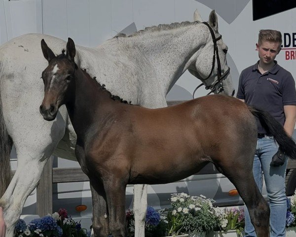 Springpferd Disney SR (Oldenburger Springpferd, 2023, von Diamant de Semilly)