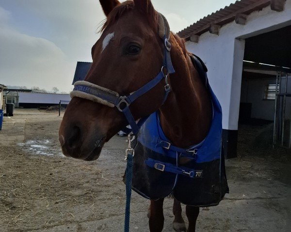 dressage horse Fabriana N (Hanoverian, 2006, from Fabriano)