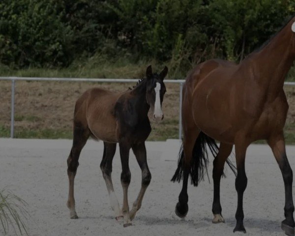 jumper Voltaro SR (Oldenburg show jumper, 2021, from Voltaire)