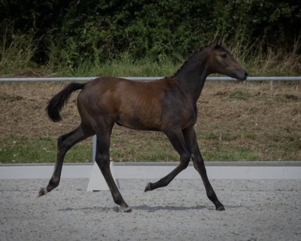 jumper Dorina SR (Oldenburg show jumper, 2021, from Don van het Parelshof Z)