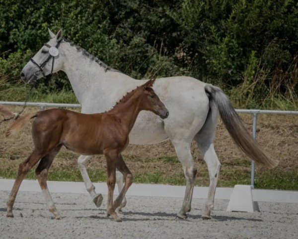 jumper Elli SR (Oldenburg show jumper, 2021, from Emerald van 't Ruytershof)