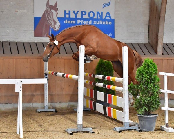 jumper Antje Di Fosso CH (Swiss Warmblood, 2018, from Asagao xx)
