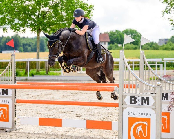 jumper Lonardo Di Fosso CH (Swiss Warmblood, 2014, from Gb Londero V. Worrenberg)