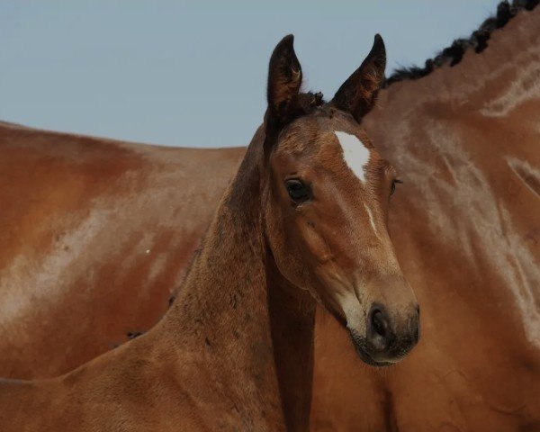 broodmare Valea SR (Oldenburg show jumper, 2020, from Vagabond de la Pomme)