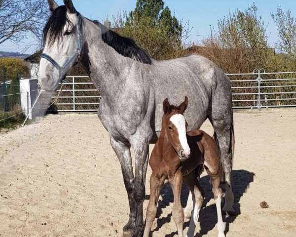 foal by Edgar SR (Oldenburg show jumper, 2025, from Emerald van 't Ruytershof)