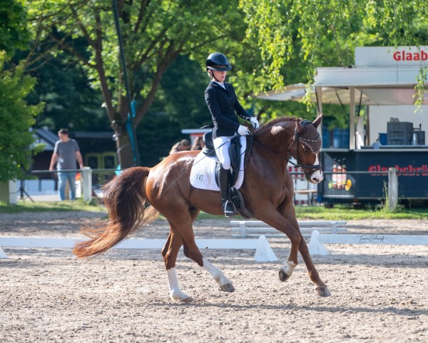 dressage horse Bellucci (Westphalian, 2017, from Callaho's Benicio)