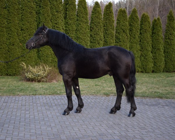 Pferd Paolo (Polnisches Warmblut,  )