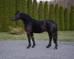 horse Paolo (Polish Warmblood,  )