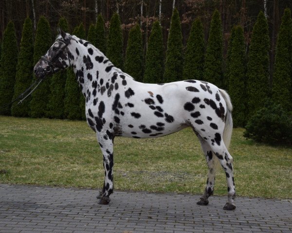 Pferd Kora (Polnisches Warmblut,  )