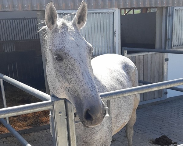 broodmare Santa Katarina (Oldenburg show jumper, 2011, from Sandro Boy)