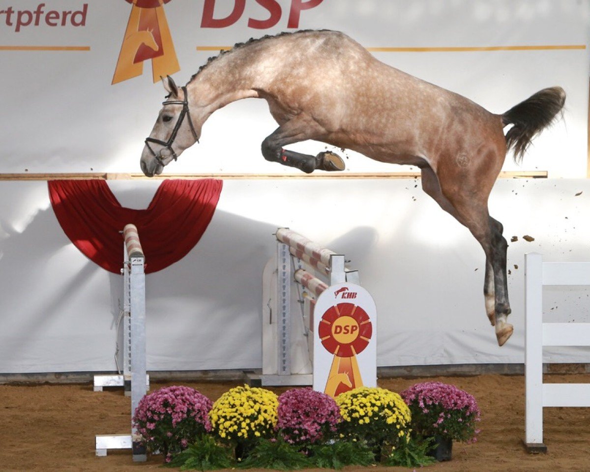 jumper Flipper Di Fosso CH (Swiss Warmblood, 2017, from Flipper d'Elle)
