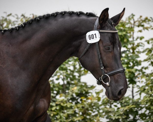 broodmare Soraya d'Alleriat (Oldenburg show jumper, 2013, from Silvio I)
