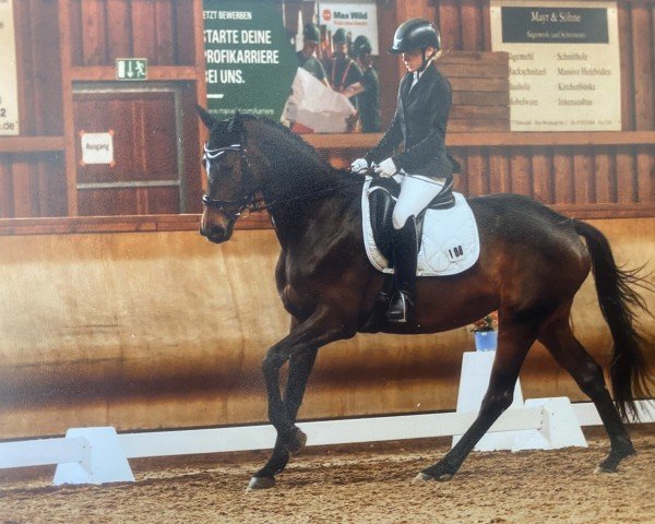 horse Tequila 349 (German Sport Horse, 2019, from Tripple Crown)