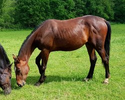 Springpferd Kenaai (Hannoveraner, 2018, von Karajan)