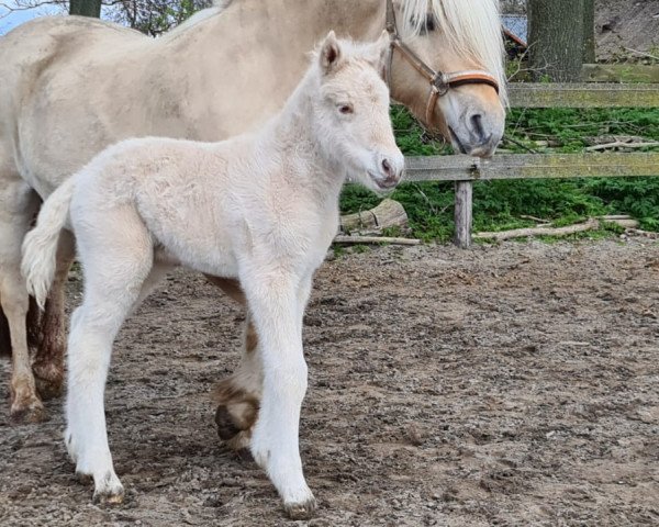 Pferd Sonstral FM (Fjordpferd, 2021, von Gio)