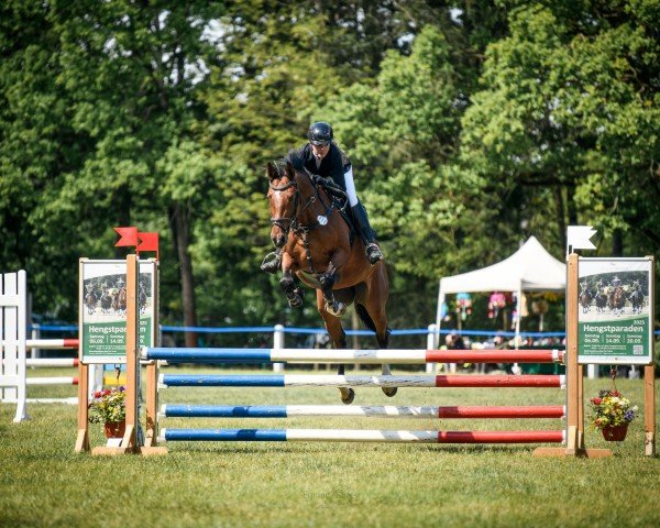 broodmare Zarella MF (German Sport Horse, 2016, from Cesaro)