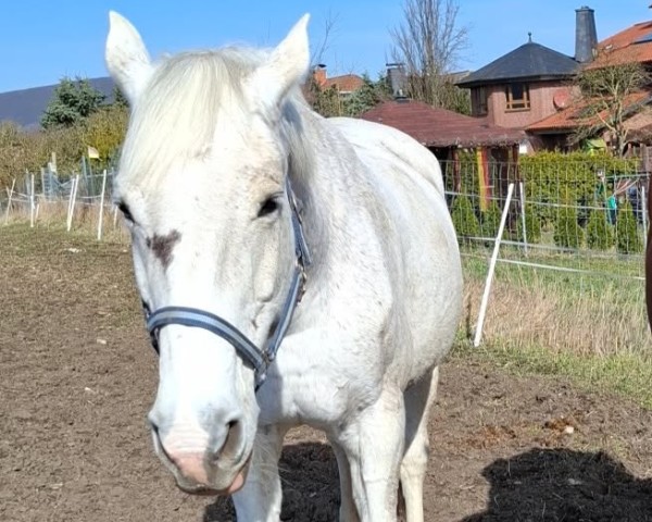 broodmare T-Claire (Holsteiner, 2003, from Carnando)