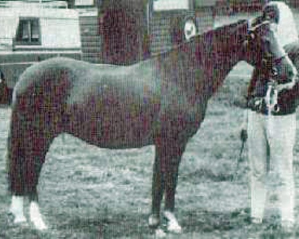 Zuchtstute Gredington Tiwlip (Welsh Pony (Sek.B), 1962, von Coed Coch Berwynfa)