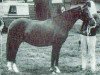 broodmare Gredington Tiwlip (Welsh-Pony (Section B), 1962, from Coed Coch Berwynfa)