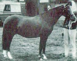 broodmare Gredington Tiwlip (Welsh-Pony (Section B), 1962, from Coed Coch Berwynfa)