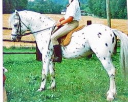 horse Schoenbrunn Tyrtaios (German Riding Pony, 1974, from Schönbrunn Authari)