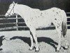 Zuchtstute Spangled Tywysoges (British Spotted Pony, 1967, von Spangled Leopard)
