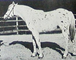 broodmare Spangled Tywysoges (British Spotted Pony, 1967, from Spangled Leopard)