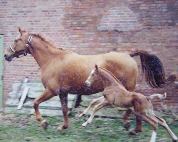 broodmare Ronja (Hanoverian, 1988, from Raphael)