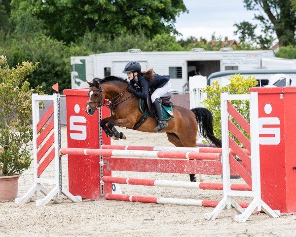 broodmare Hamy (Welsh-Pony (Section B), 2012, from Best Boy)