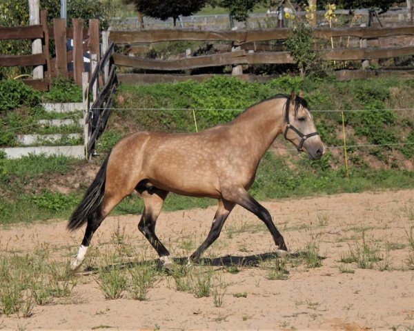 Pferd Cristo (Andalusier,  )