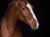 dressage horse Santino's Sternchen (Hanoverian, 2008, from Santino)