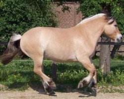 horse Kinso (Fjord Horse, 2003, from Kvestur)