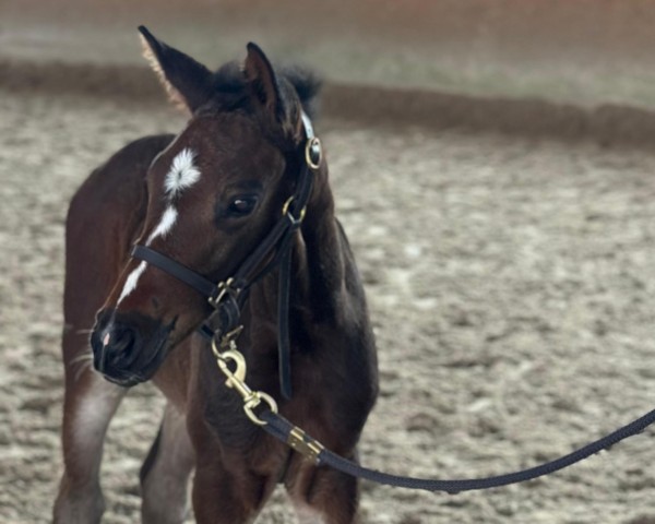foal by Hengst von Pegase van't Ruytershof / Contendros Bube (Hanoverian, 2025, from Pegase van 't Ruytershof)