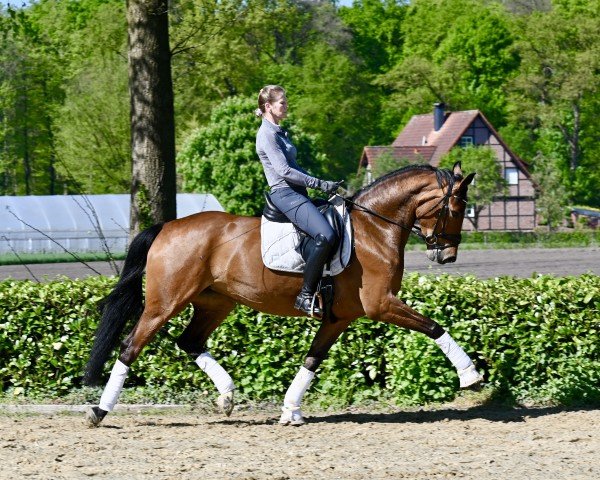 dressage horse Suffragette II CH (Westphalian, 2019, from Sir Heinrich OLD)